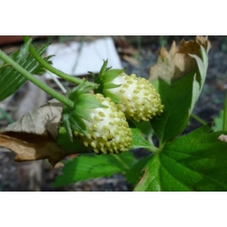 nasiona owoców Poziomka Yellow Wonder swikx236